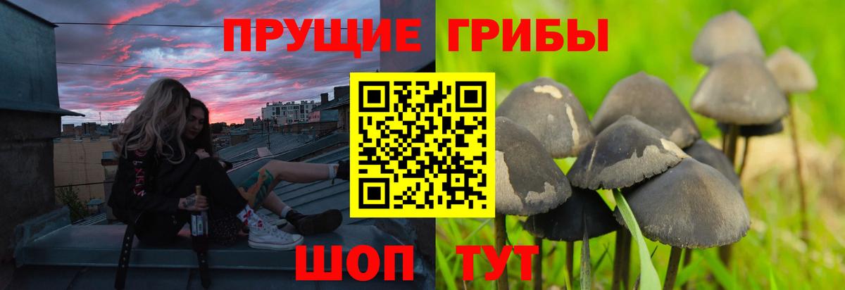 Галлюциногенные грибы Psilocybine cubensis  Вход с VPN  Партизанск 